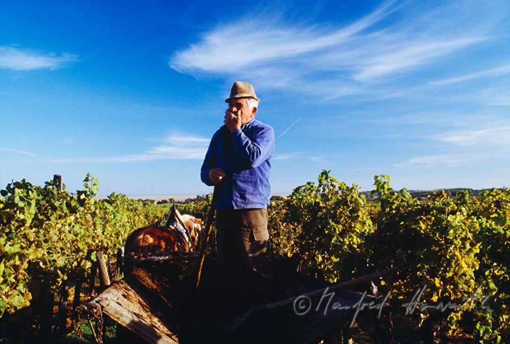 vintner with horse cab in the vineyard