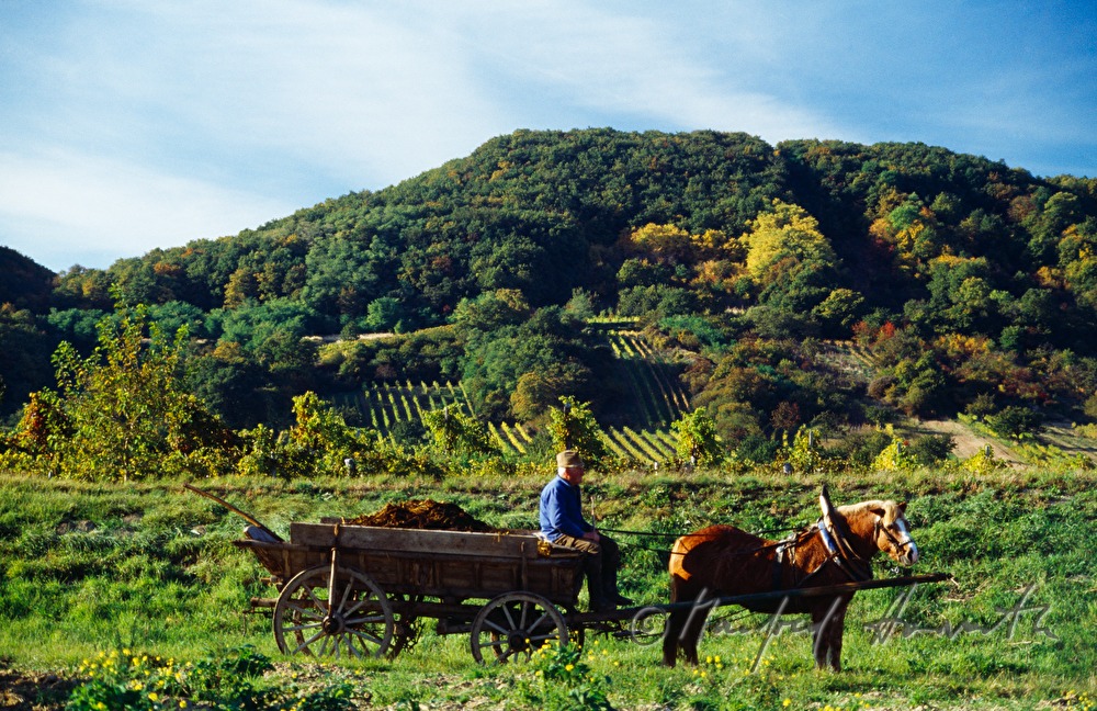 vintner with horse cab in the vineyard