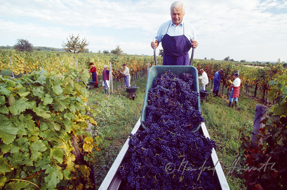 wine harvest near Moerbisch