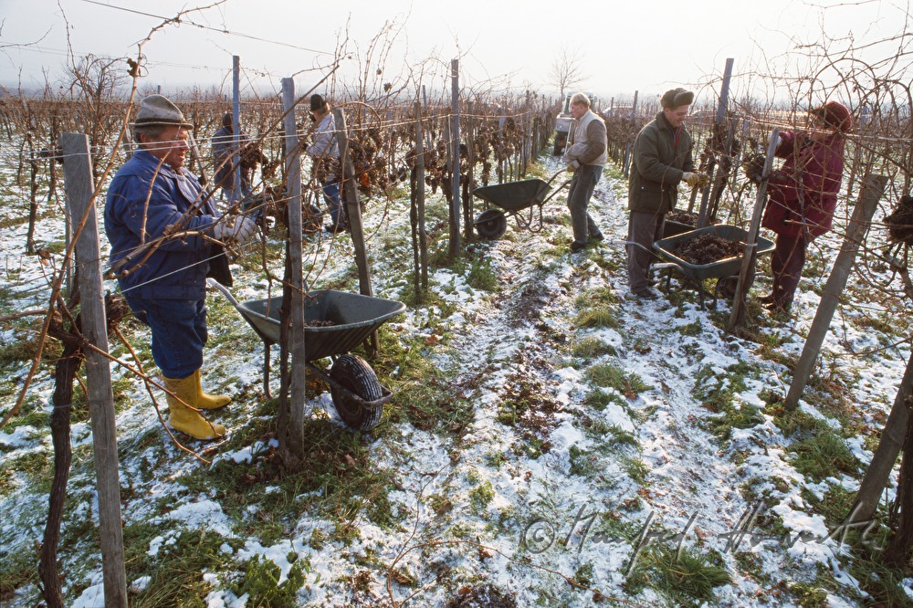 grape harvest of ice wine