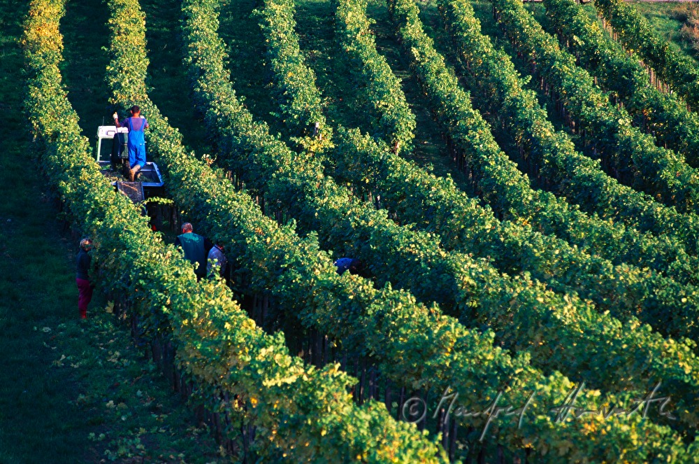 wine harvest near Moerbisch