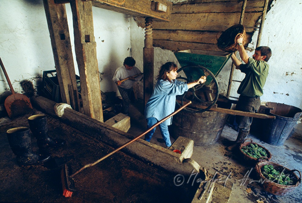 squeezing the grapes with old press