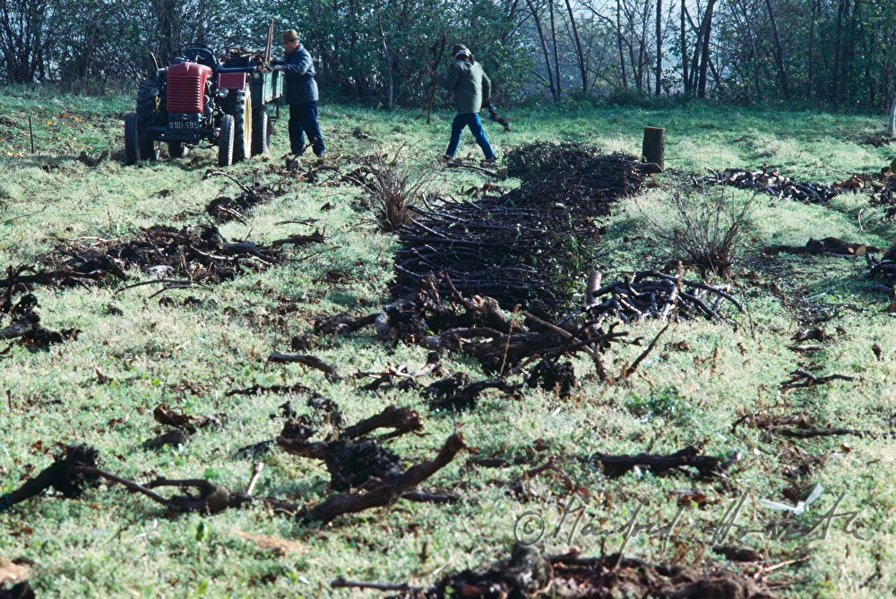 lading of old grapevines on a trailer