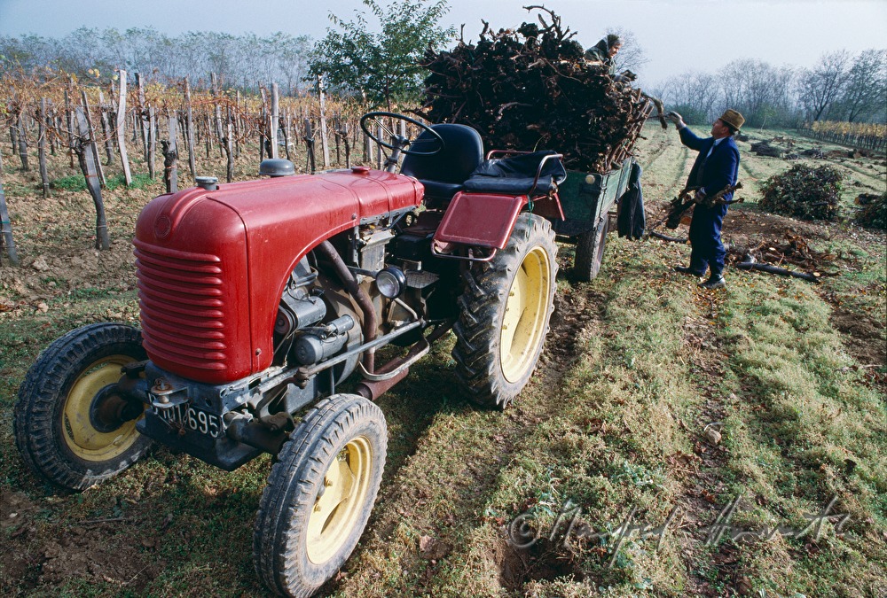 lading of old grapevines on a trailer