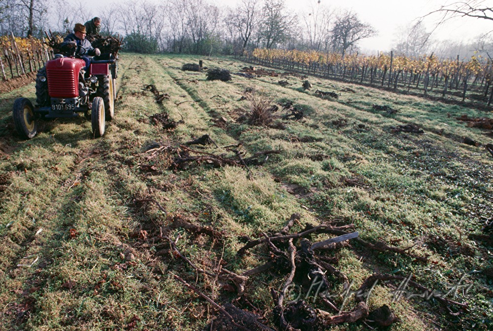 lading of old grapevines on a trailer