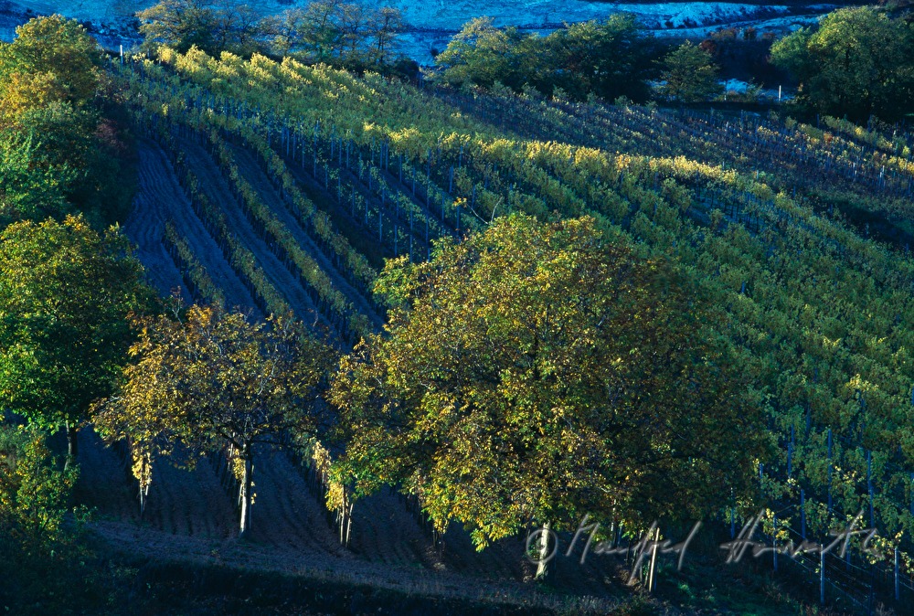 vineyards on Rusterberg