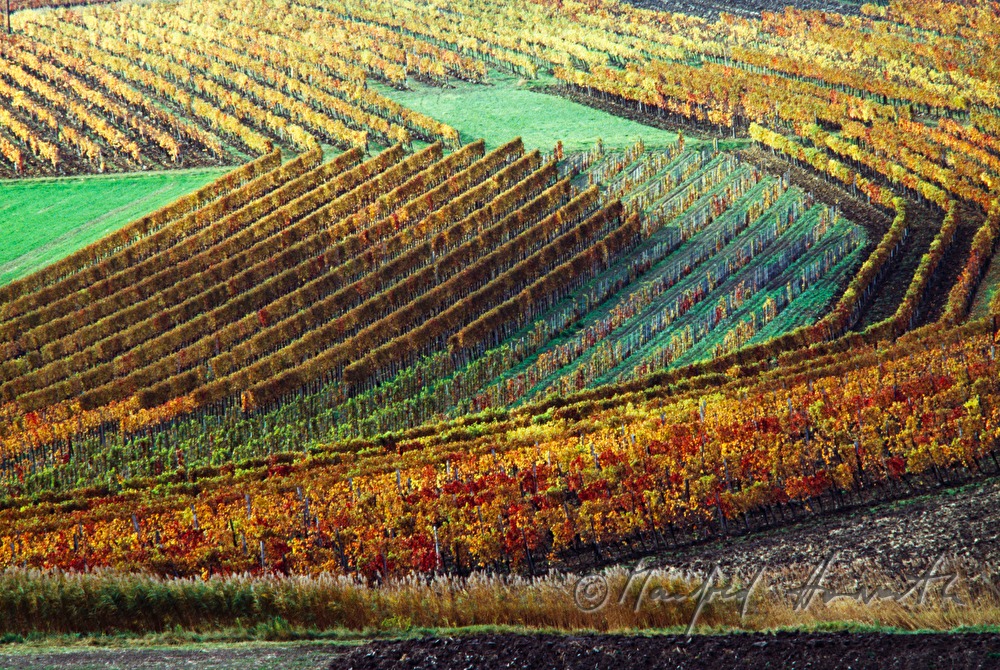 vineyards near Hornstein