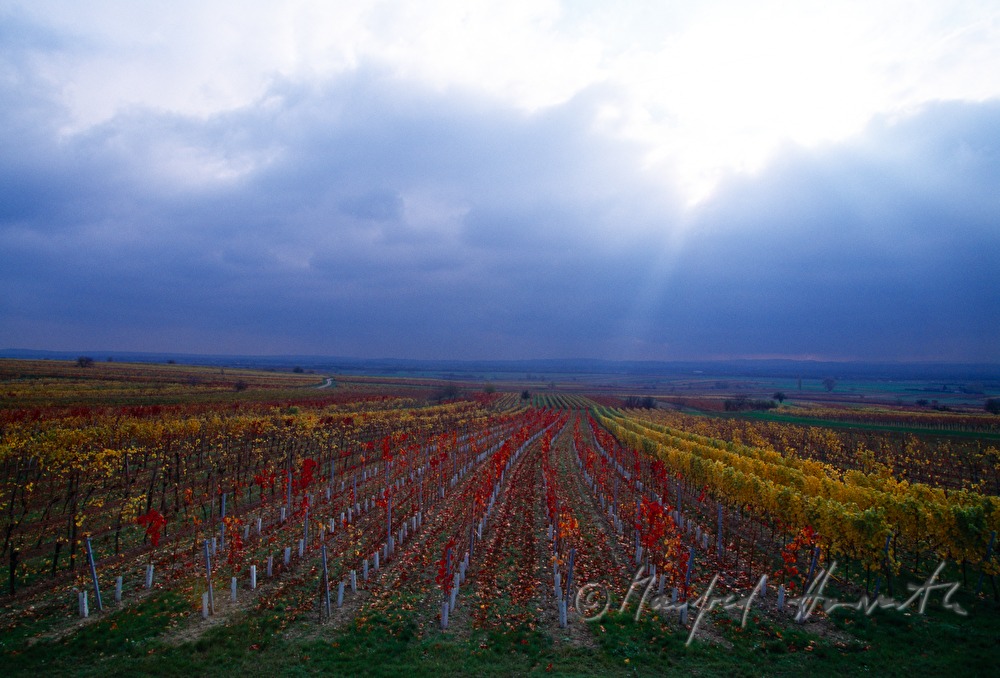 vineyards near Kleinhoeflein