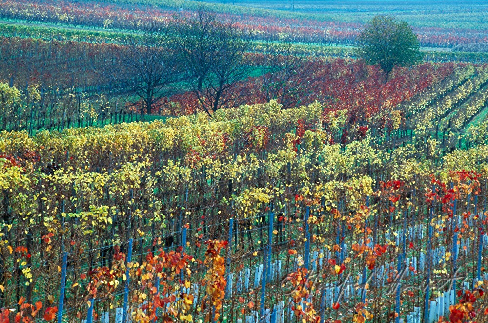 vineyards near Kleinhoeflein