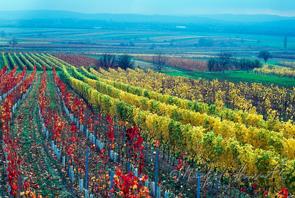 vineyards near Kleinhoeflein
