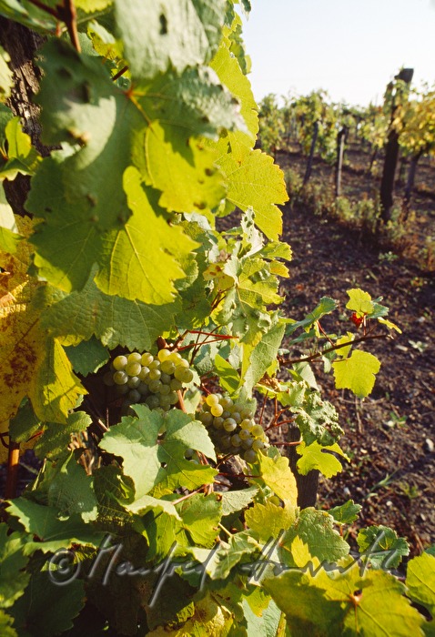 vineyards near Kleinhoeflein