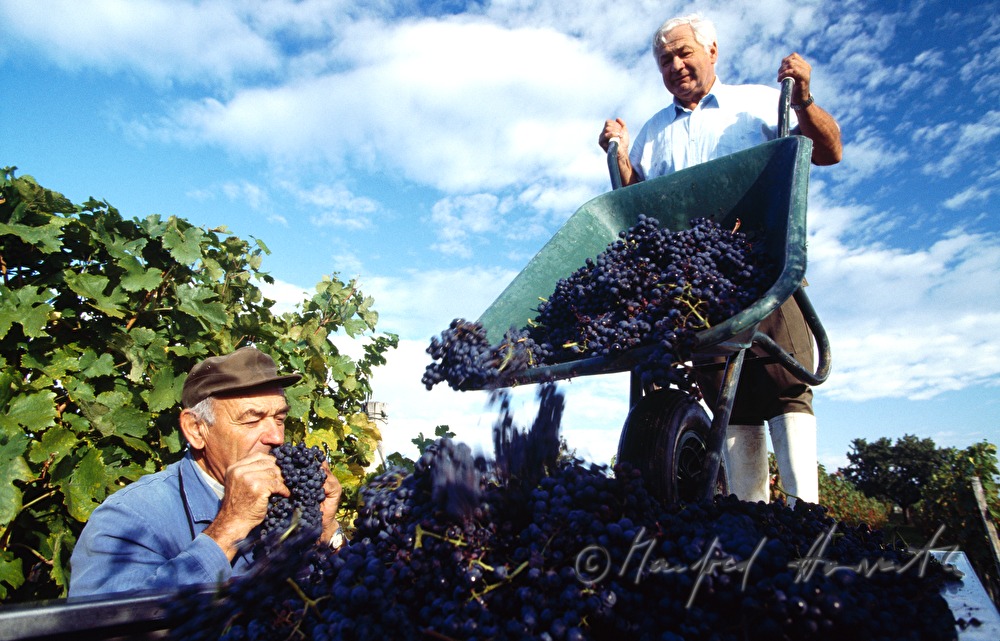 wine harvest near Moerbisch