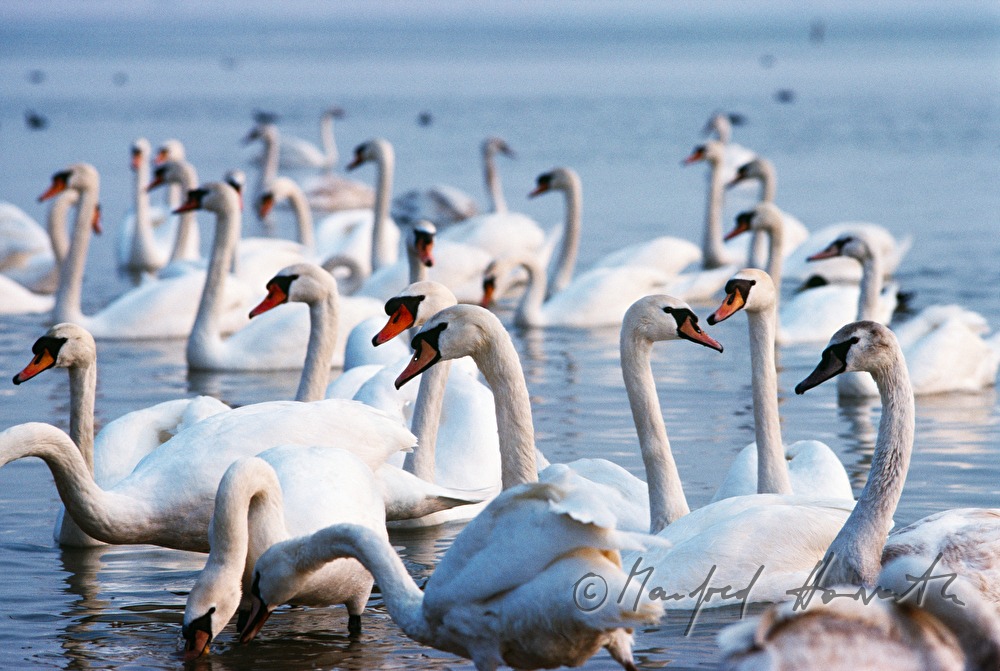swans swimming in the lake