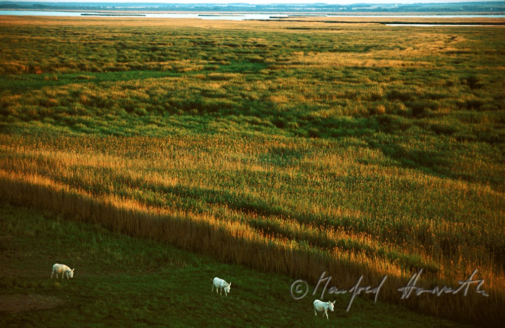 white donkeys walking along the reed belt