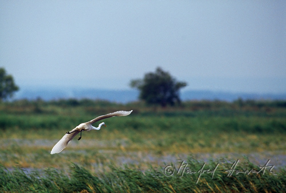 heron (great egret) flies over the reed
