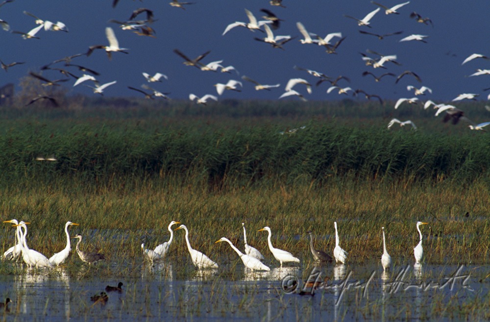 heron (great egret) colony near the shore