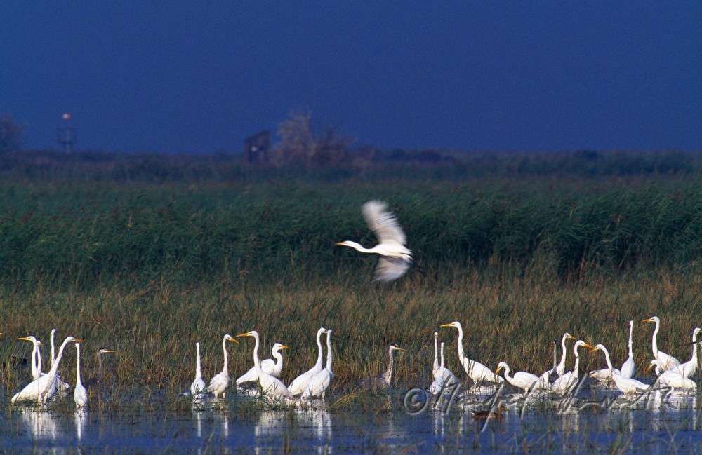 heron (great egret) colony near the shore