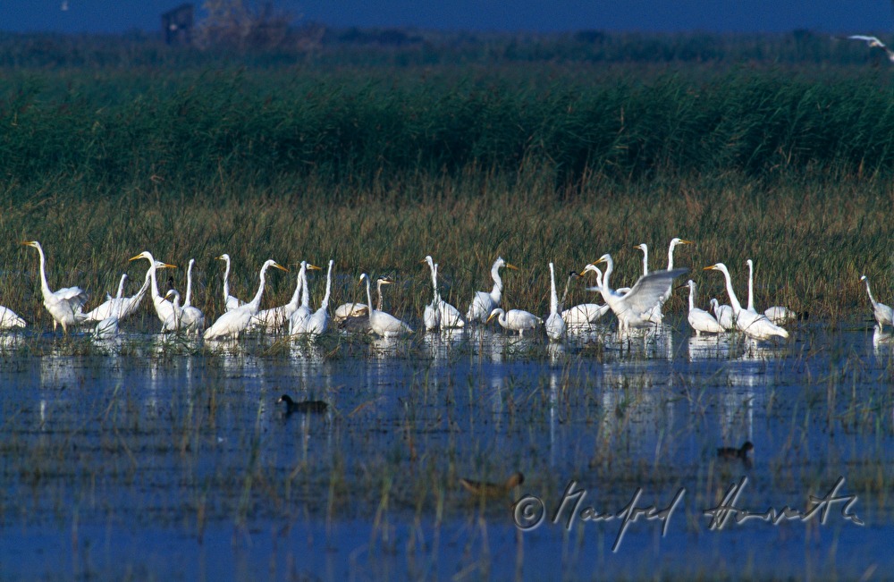 heron (great egret) colony near the shore