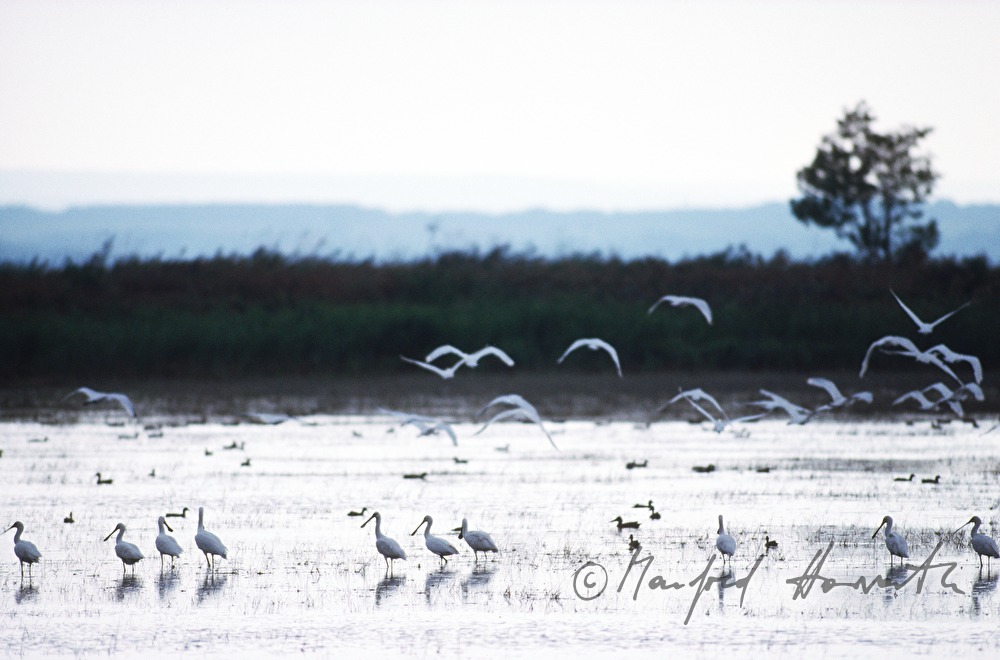 spoonbill (Platalea leucorodia) colony near the shore