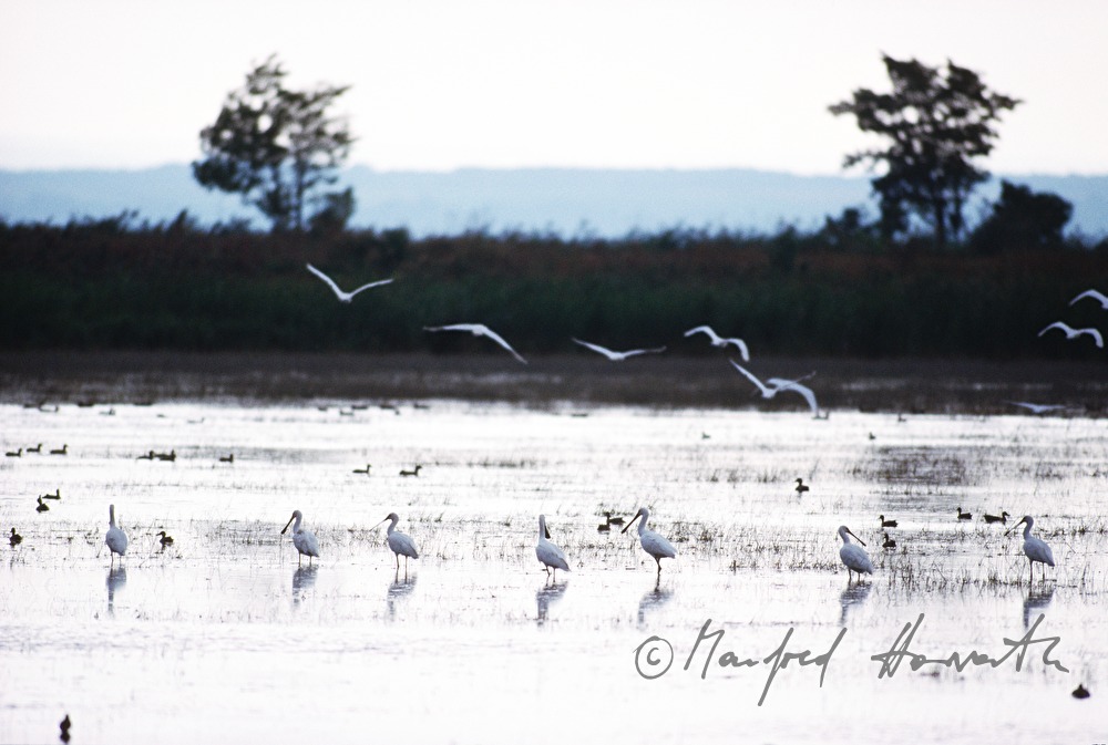 spoonbills standing in the shallow water