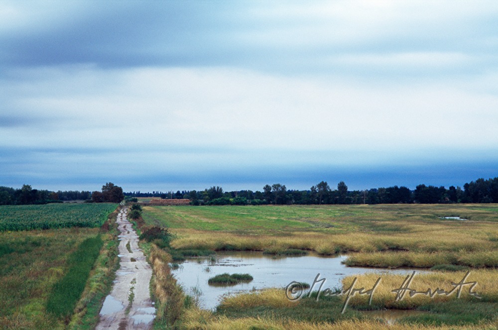 farm track, puddle and reed