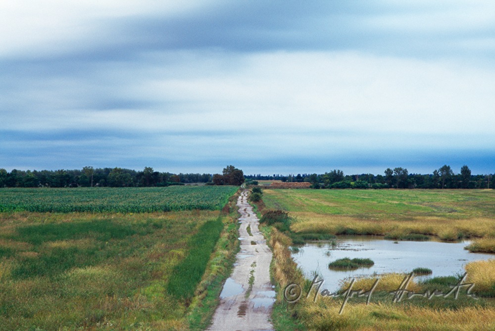 farm track, puddle and reed