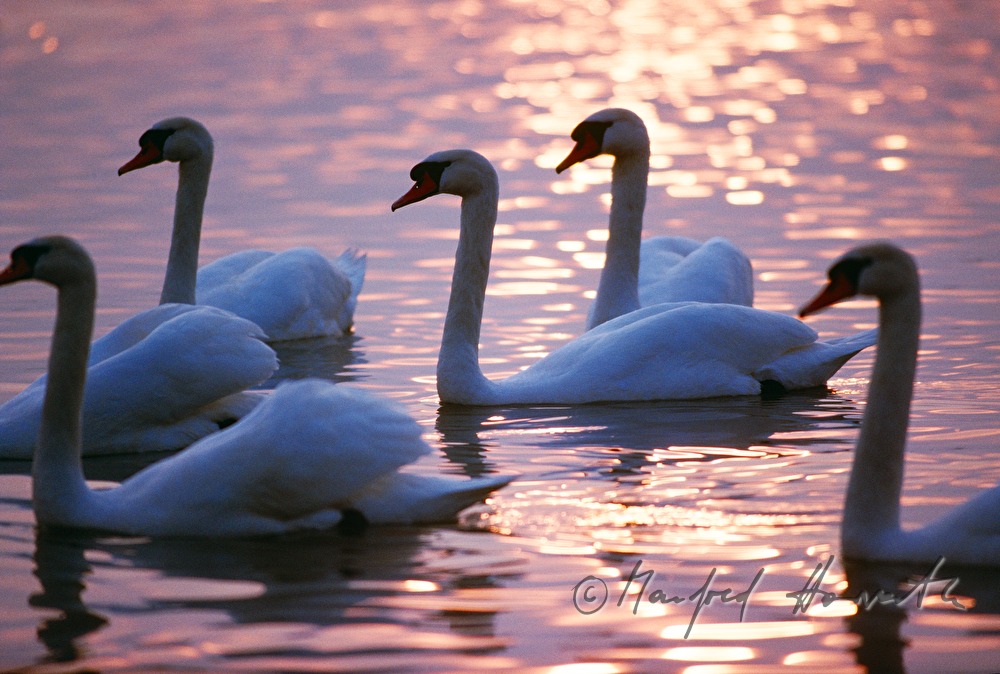 swans swimming in the lake