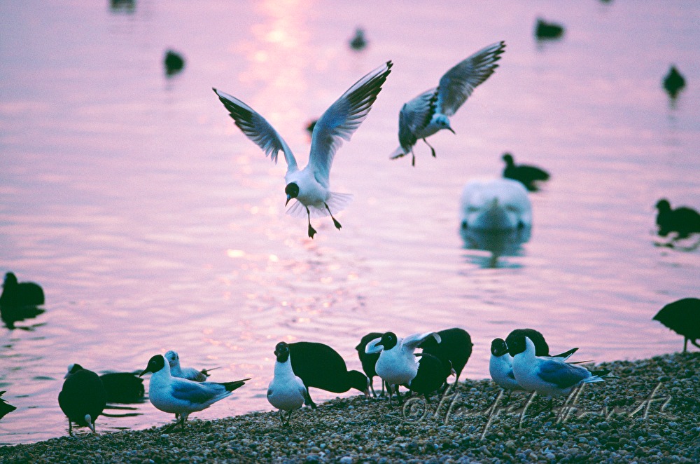 Black-headed Gulls on the shore