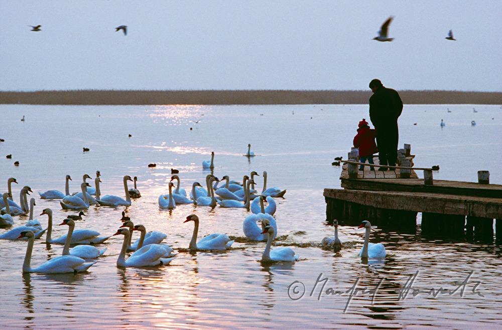 swans and promenaders walking on the pontoon