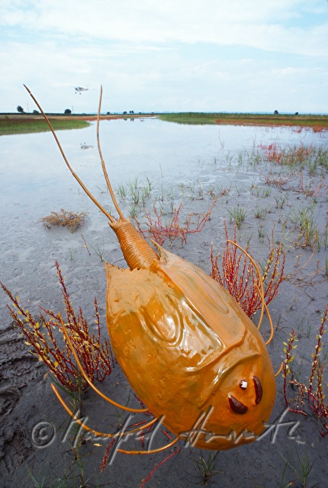 model of a Triops built by Dr. Eder