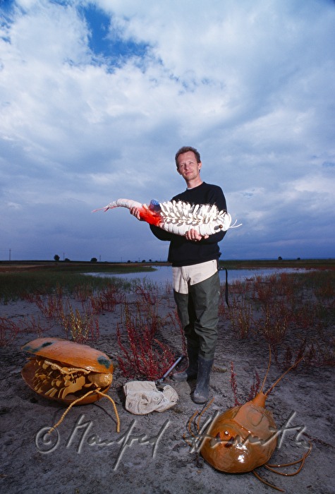 model of a Triops built by Dr. Eder