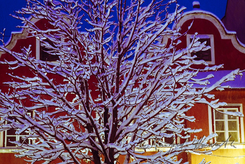 snowcovered tree in front of a baroque house