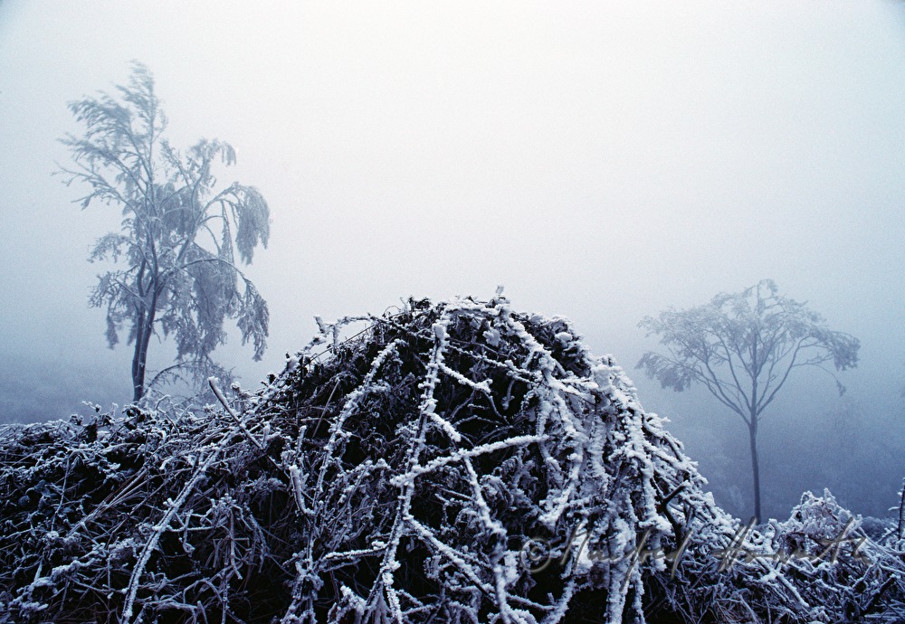 heap of wood in the forest