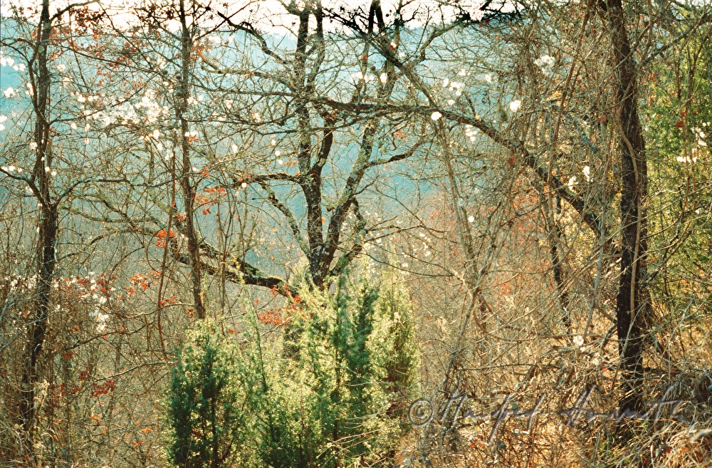 forest near the Kürschnergrube