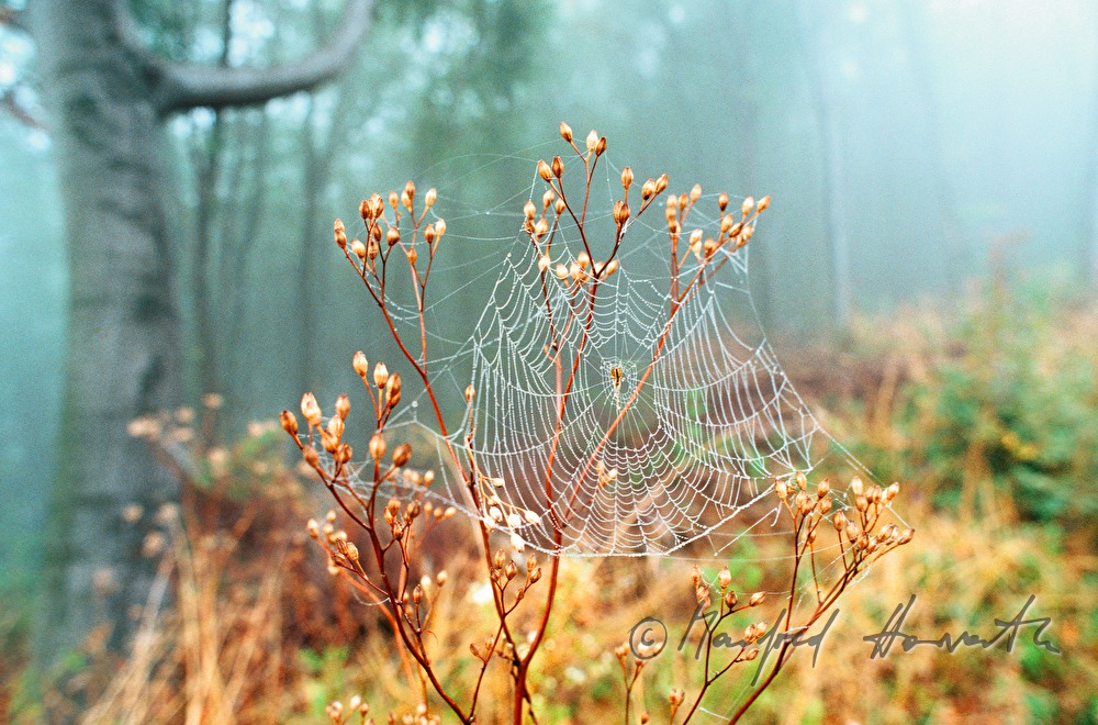 spiderweb on a plant