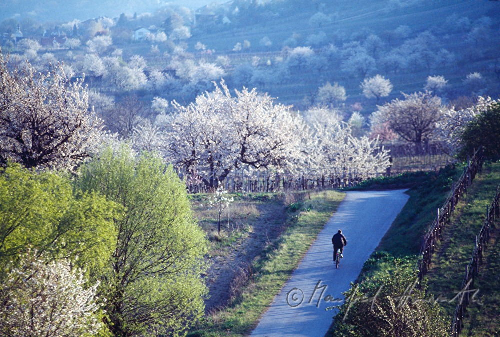 cyclist on the cherry blossom path
