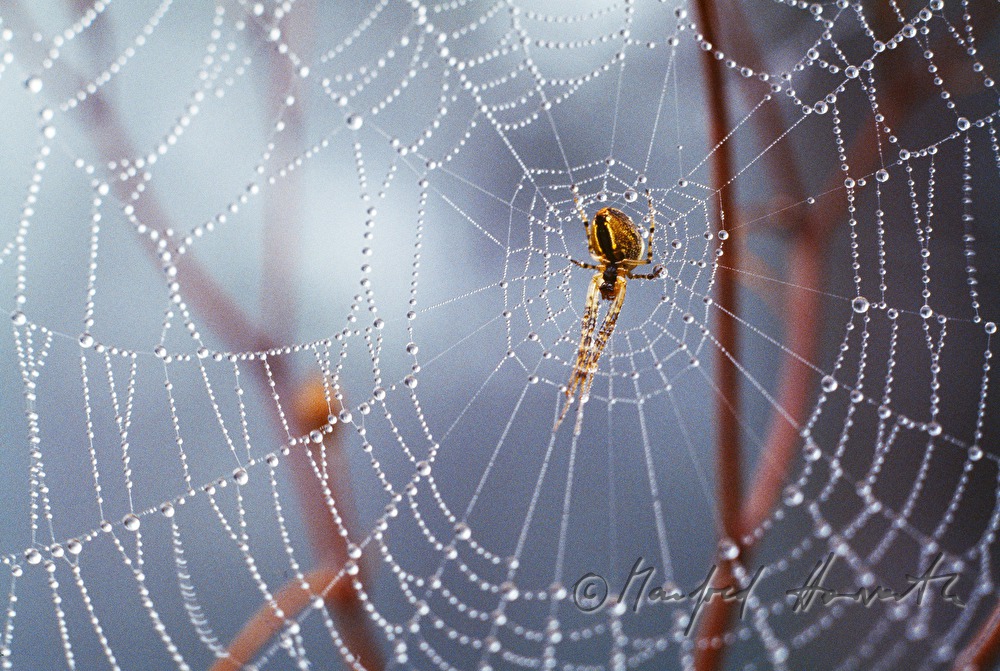 spiderweb on a plant