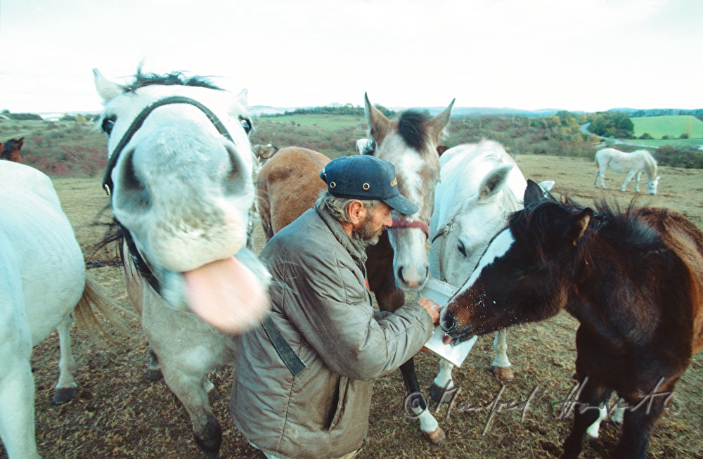 herder feeds his horses