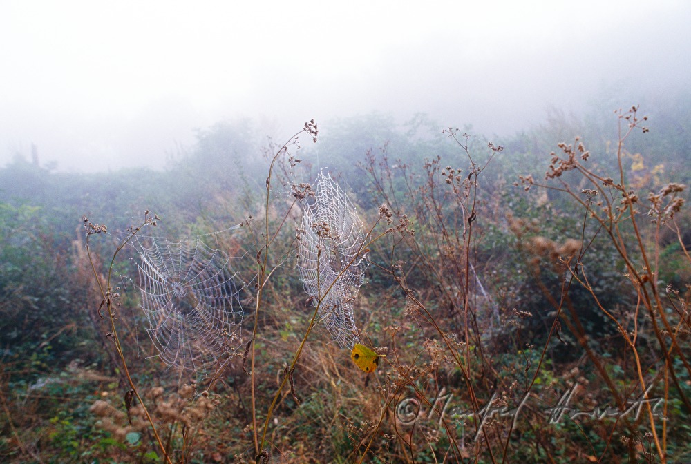 spiderweb on a plant