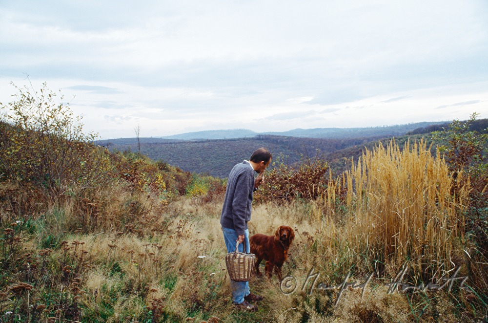 mushroom picker with dog