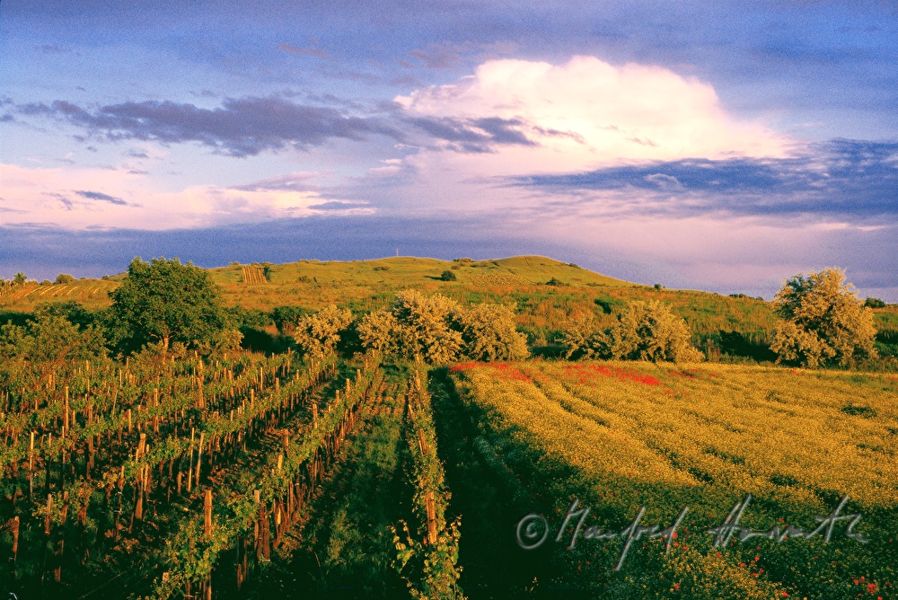 vineyard near Winden am See
