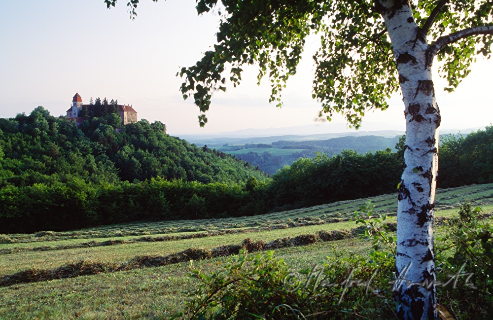 castle, birch and mowed meadow