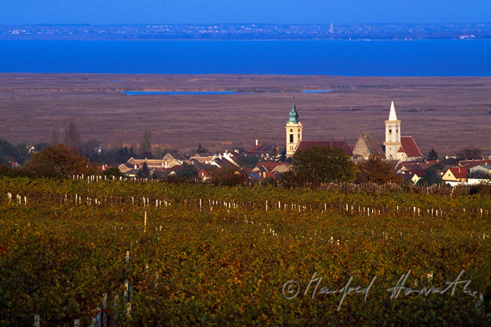 vineyards and Neusiedlersee