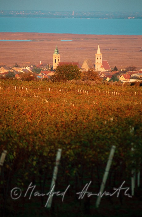 vineyards and Neusiedlersee