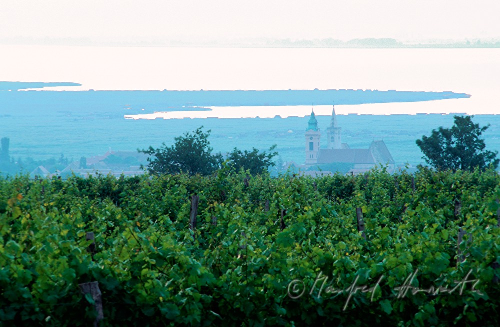 vineyards and Neusiedlersee