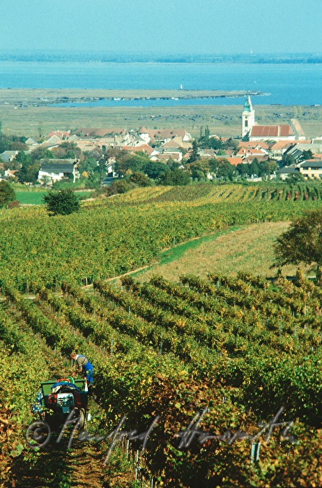 tractor in the vineyard