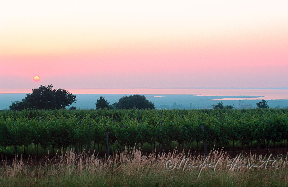 vineyards and Neusiedlersee
