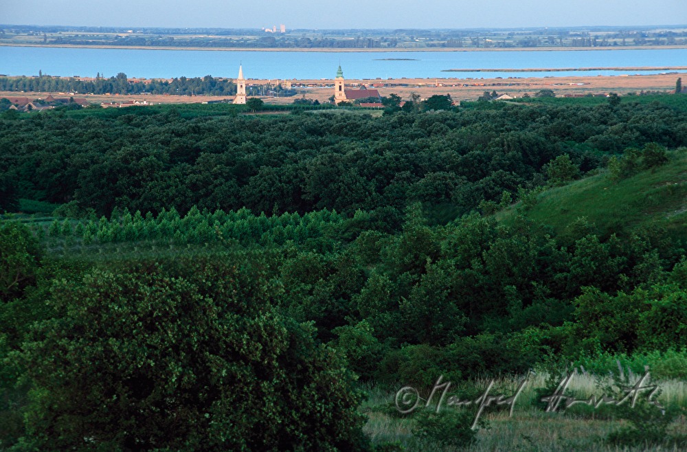 vineyards, heather and Neusiedlersee
