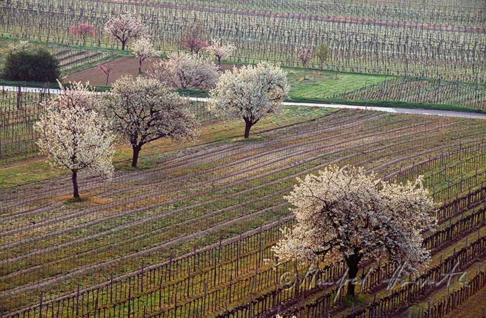 blooming cherry trees in the vineyard