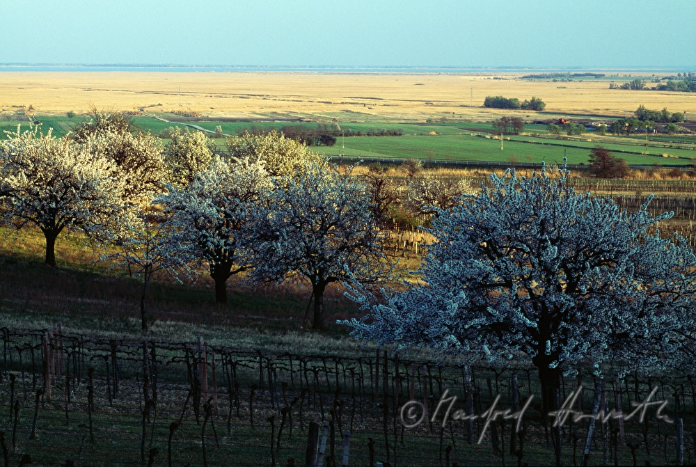 blooming cherry trees in vineyards